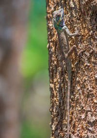 Close-up of lizard on tree trunk