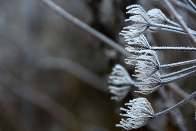 Close up of snow