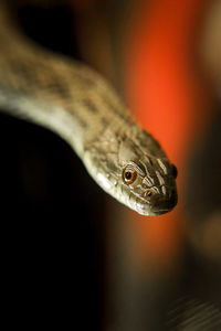 Close-up of lizard