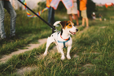 Jack russell terrier plays on grass, close-up.