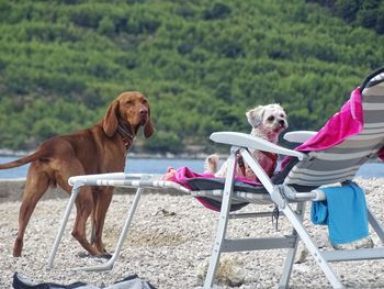 Dogs lounging on beach. 