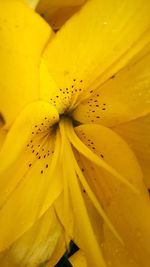 Full frame shot of yellow flower pollen