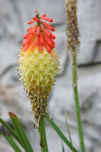 Close-up of red flowering plant