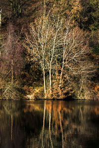 Scenic view of lake in forest