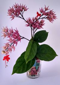 Close-up of pink flower tree against sky