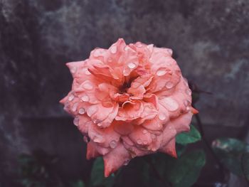 Close-up of pink rose