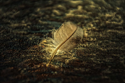 Close-up of dry leaves on land