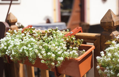 Close-up of potted plant on table