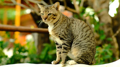 Portrait of a cat looking away