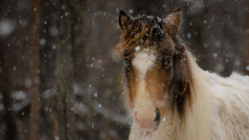 Dog in snow