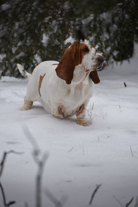 Dog in a snow