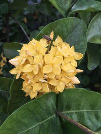 Close-up of yellow flowers blooming outdoors