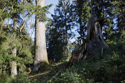 Low angle view of trees on field