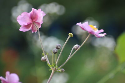 Close-up of pink flowering plant