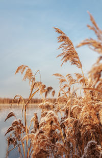 Golden reeds on the lake sway in the wind against the blue sky.