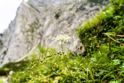 Close-up of flowering plant on land