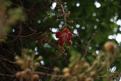 Close-up of berries growing on tree