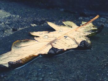 Close-up of leaves