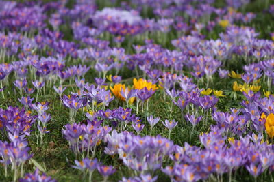 Close-up of purple crocus flowers on field