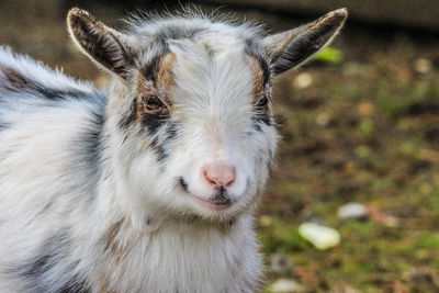 Close-up of goat