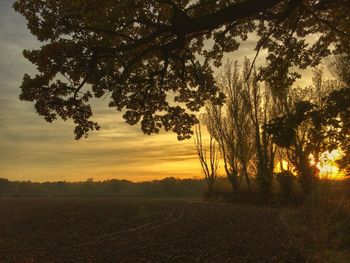 Trees on field against sky during sunset