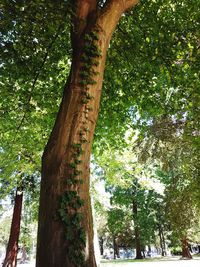 Low angle view of large tree in forest