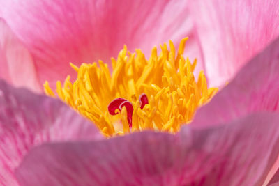 Details of a peony flower - ann arbor - michigan