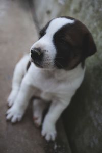 High angle view of dog looking away