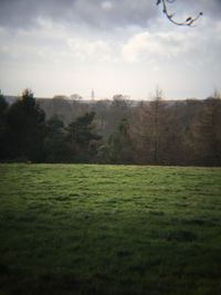 Trees on grassy field