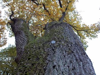 Low angle view of tree against sky