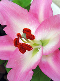 Close-up of pink flowering plant