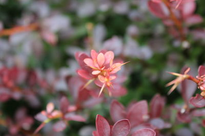 Close-up of pink flowers blooming outdoors