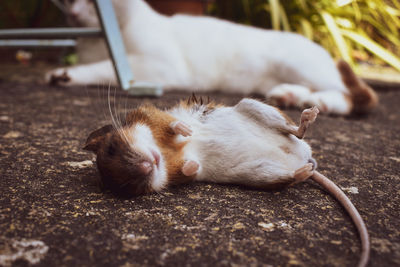 View of a sleeping cat