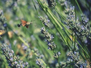 Close-up of bee pollinating on purple flower