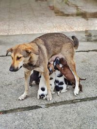 High angle view of dogs on footpath