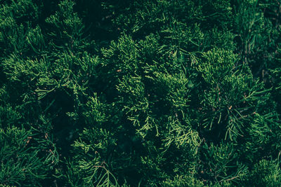 Full frame shot of fresh green plants