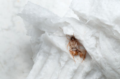 High angle view of dead cockroach on snow