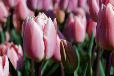 Full frame shot of pink tulips blooming in park