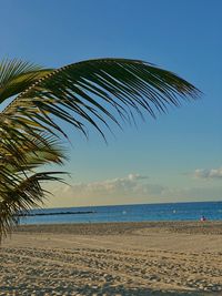 Palm tree on beach against sky