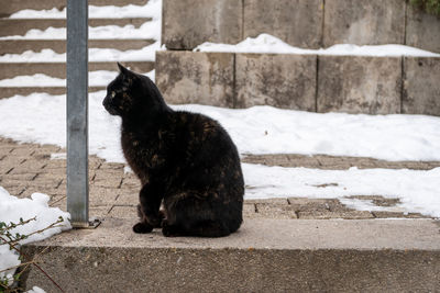 Black cat sitting in snow