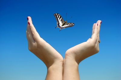 Close-up of butterfly perching on hand against clear blue sky