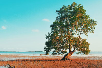 Tree by sea against sky