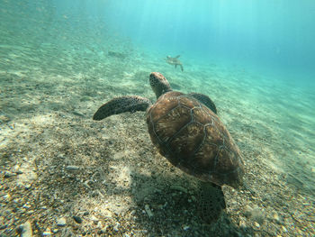 Turtle swimming in sea