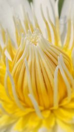 Close-up of yellow flower