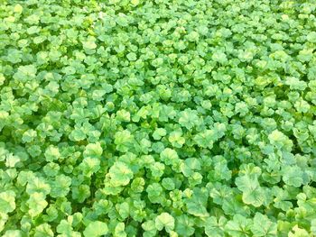 Full frame shot of fresh green plants