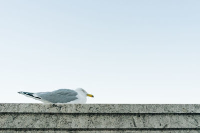 Low angle view of seagull perching on wall