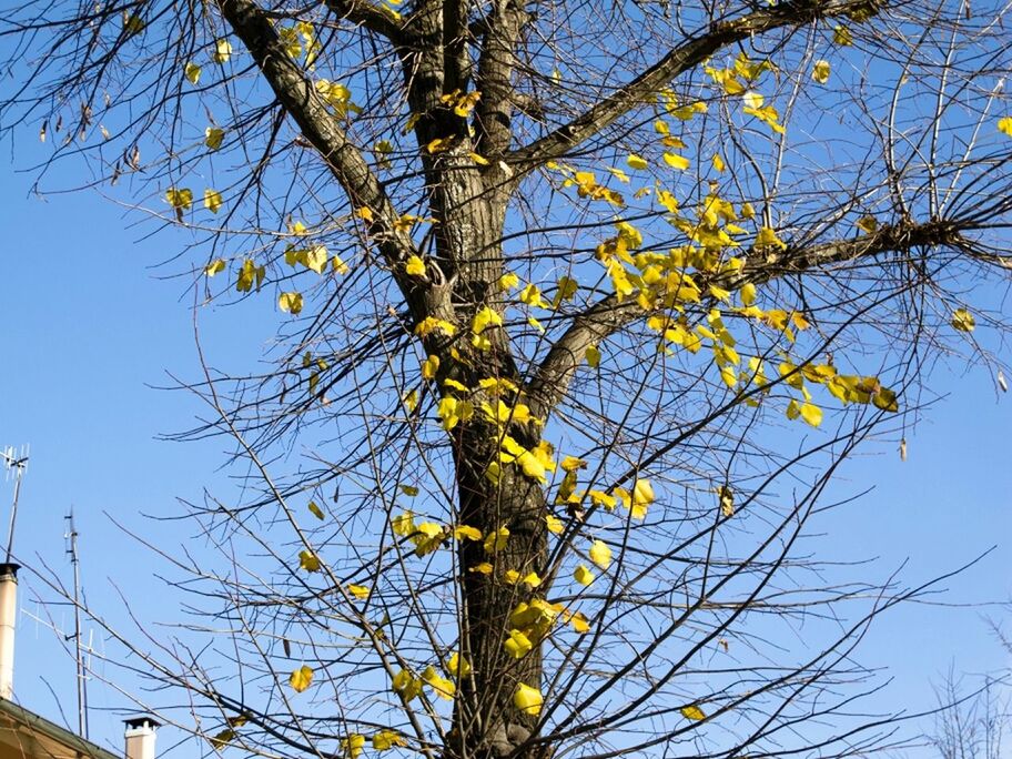 tree, low angle view, branch, growth, yellow, clear sky, nature, sky, blue, tree trunk, beauty in nature, autumn, bare tree, day, outdoors, tranquility, no people, sunlight, leaf, change