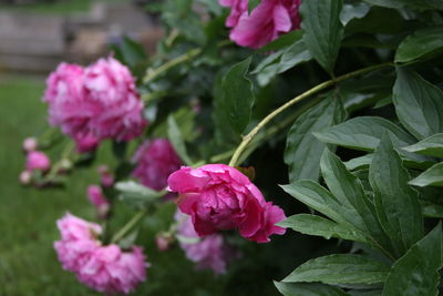 Close-up of pink flowering plants