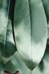 Close-up of green leaves