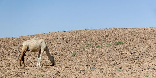 View of horse on field against sky